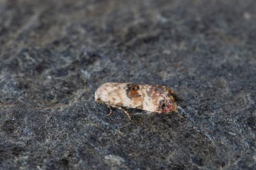 Réf. 217 368 : Cochylis hybridella